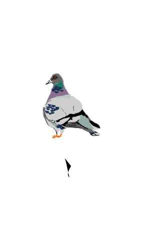 pigoen pigoen