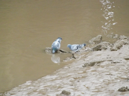 Image of Sutton-Bridge-Pigeons