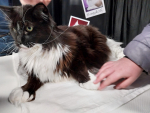 Image of TICA-Cat-Show-Springfields-Spalding-2024