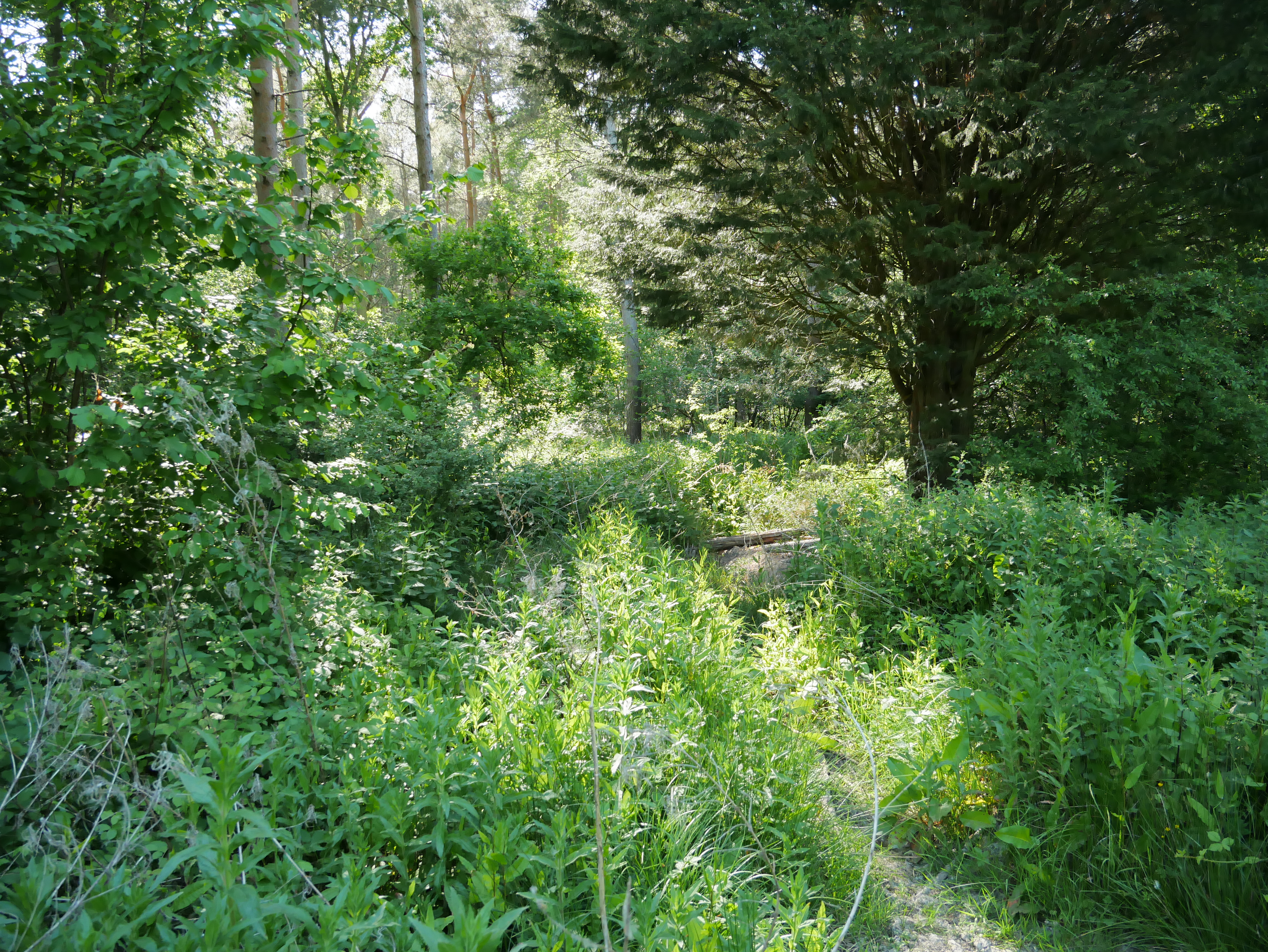 P1000405.JPG