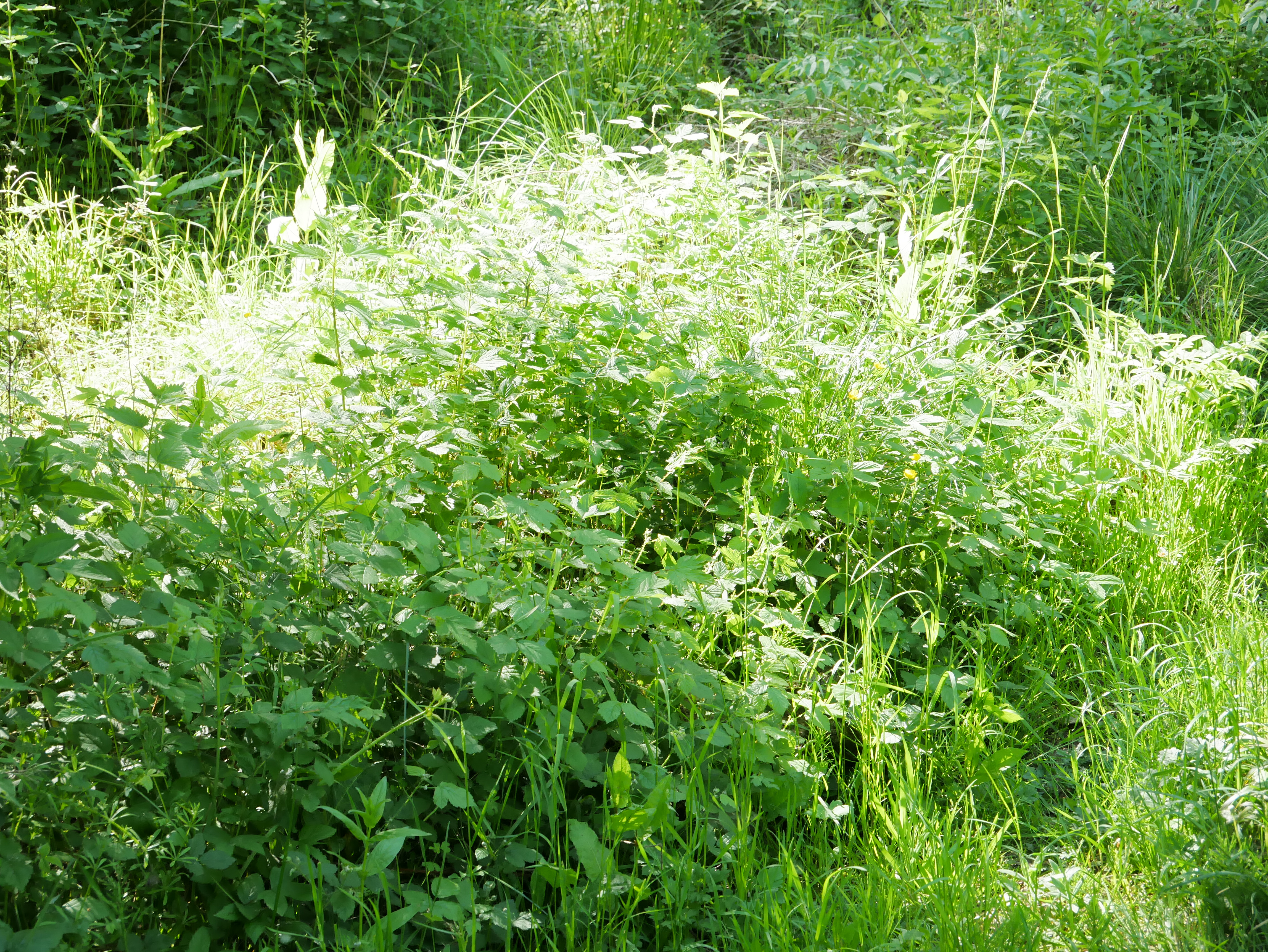 P1000416.JPG