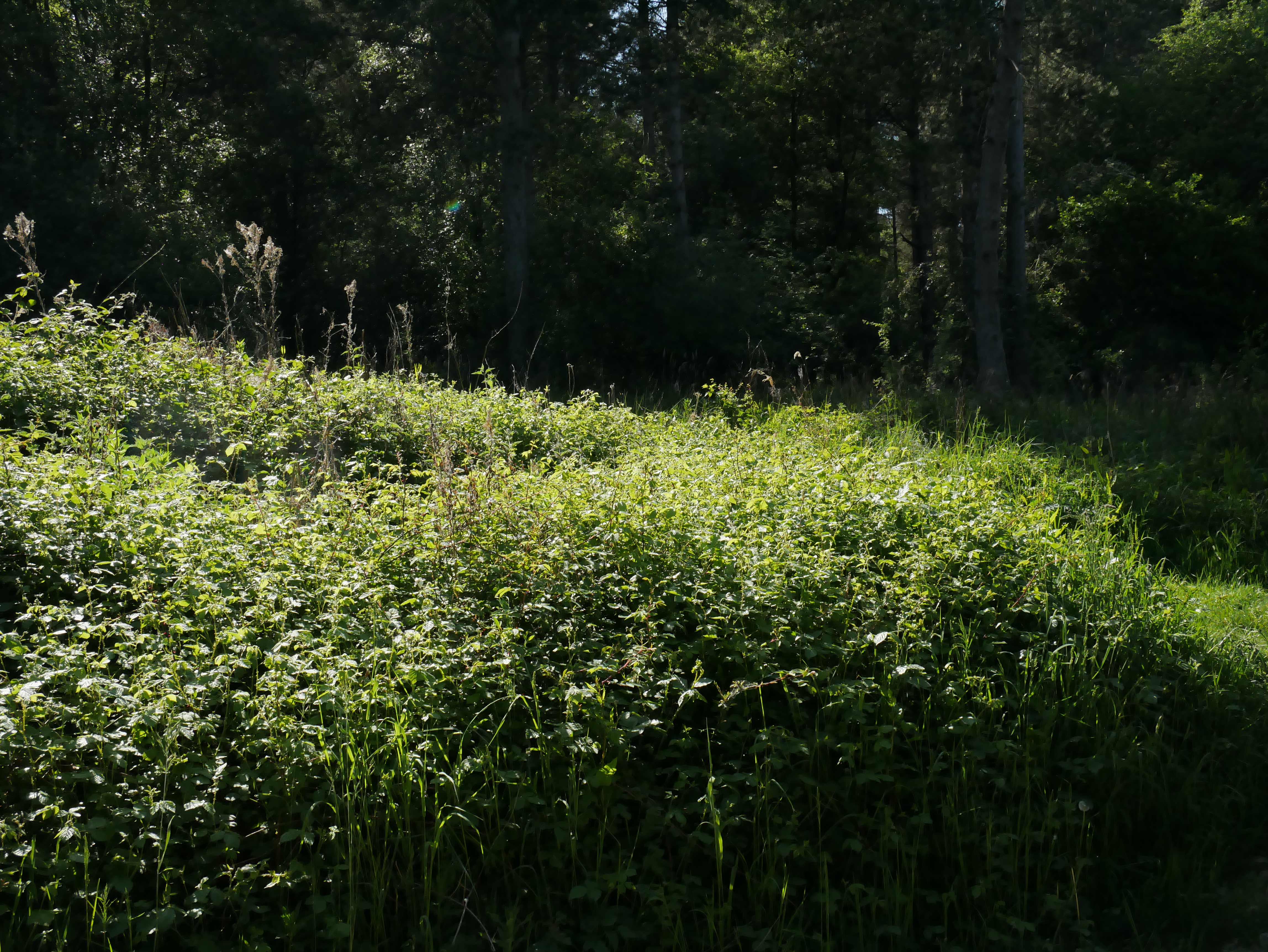 P1000428.JPG