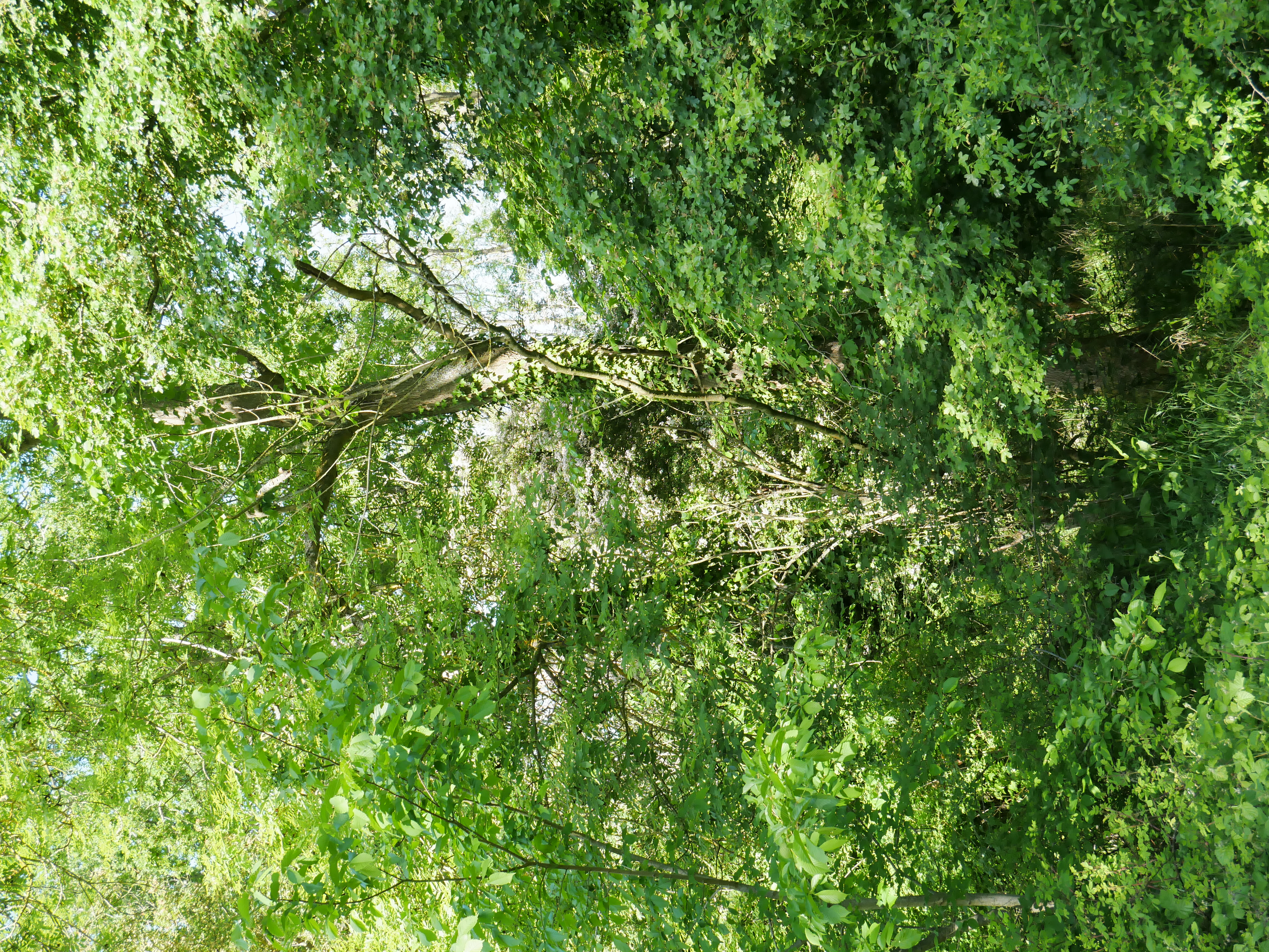 P1000433.JPG