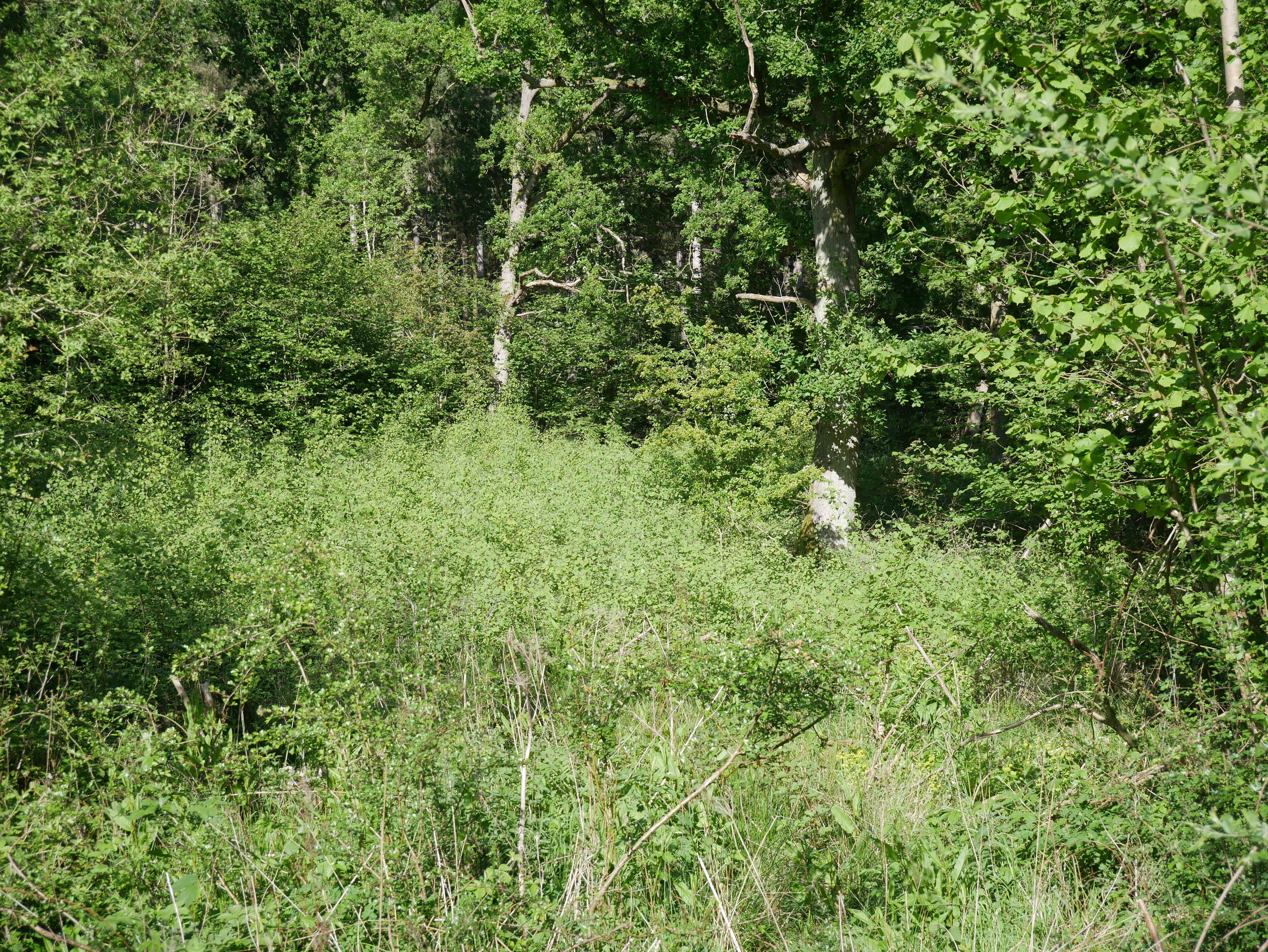 P1000456.JPG