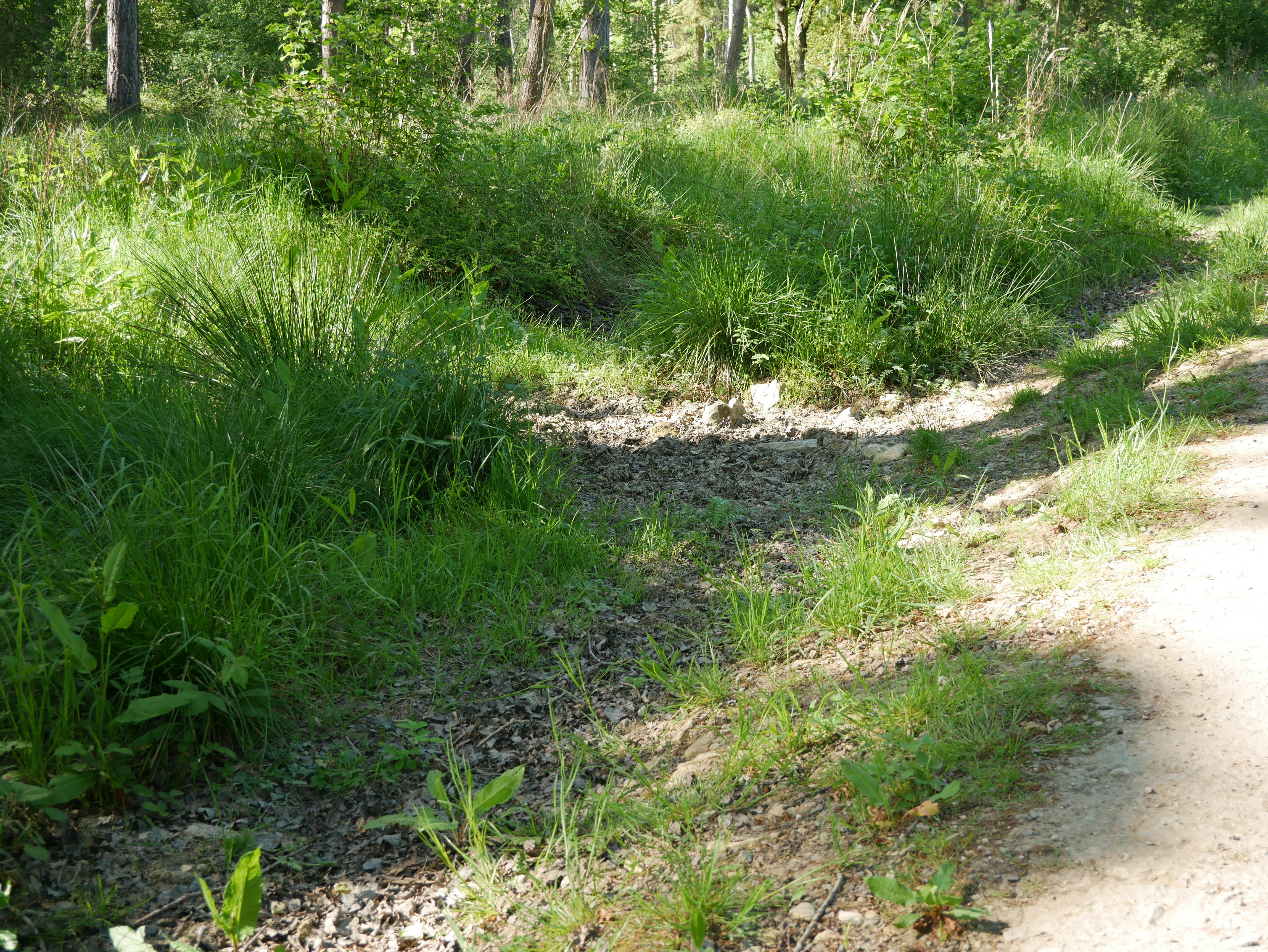 P1000471.JPG