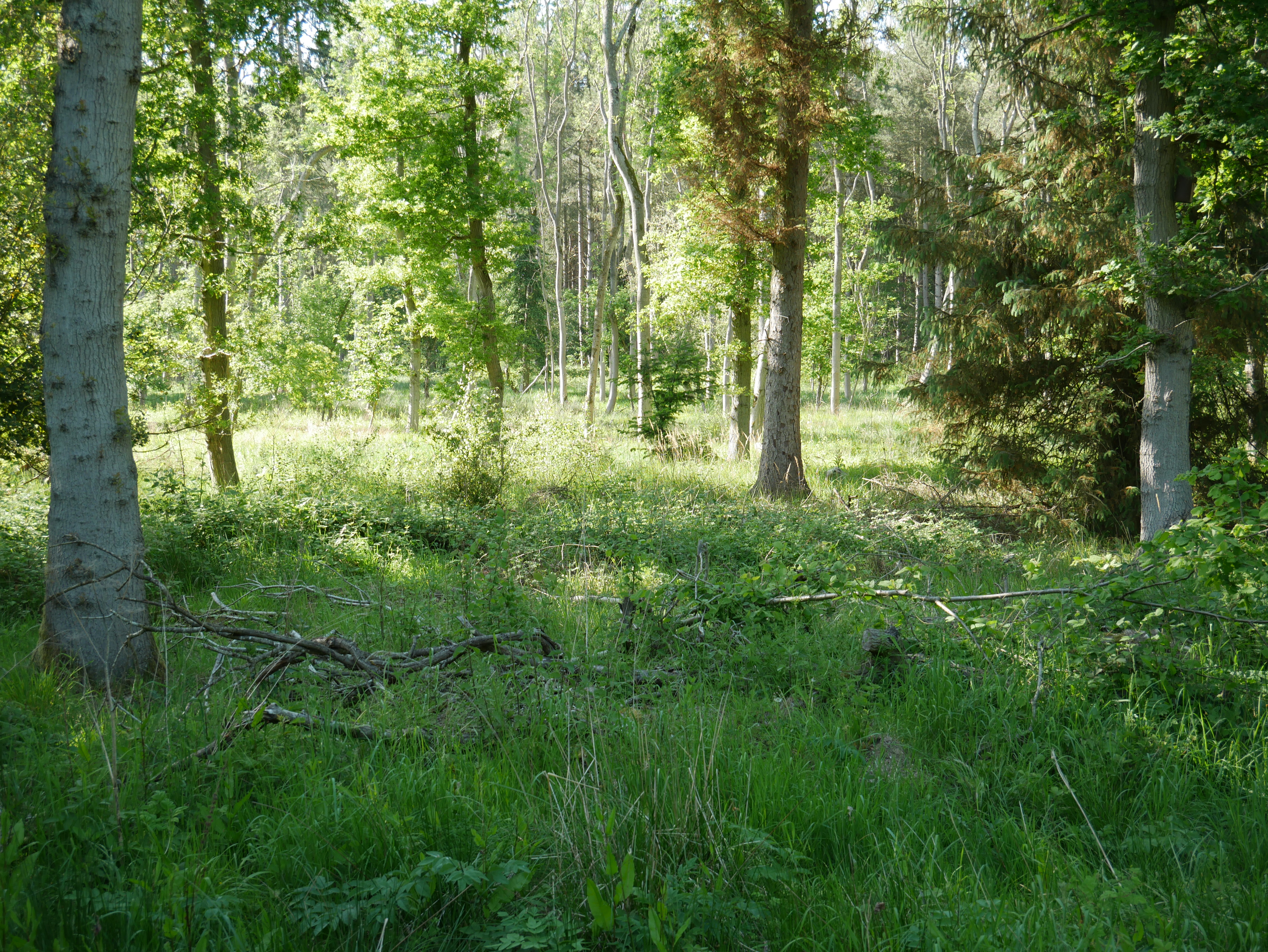 P1000480.JPG