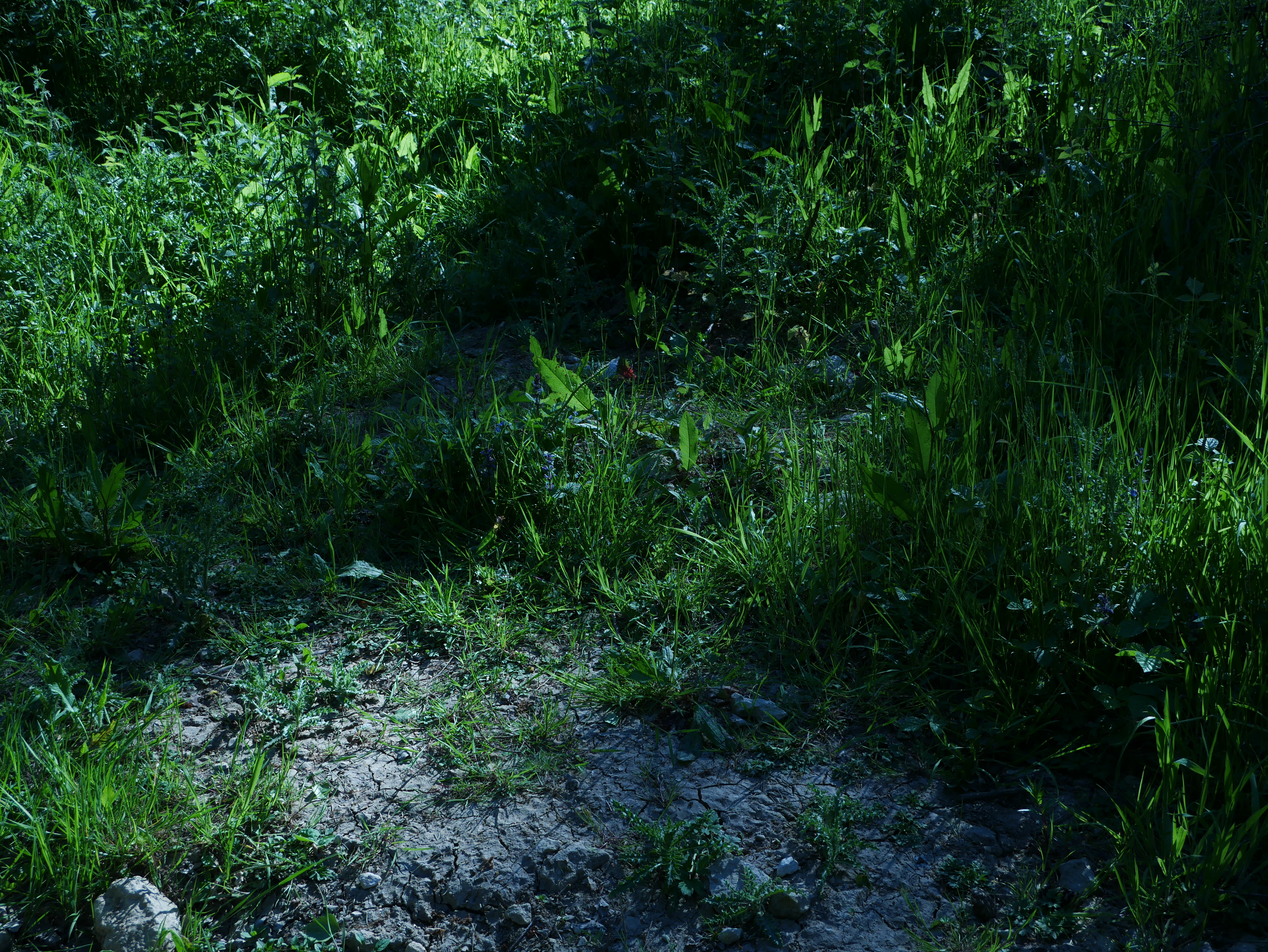 P1000492.JPG