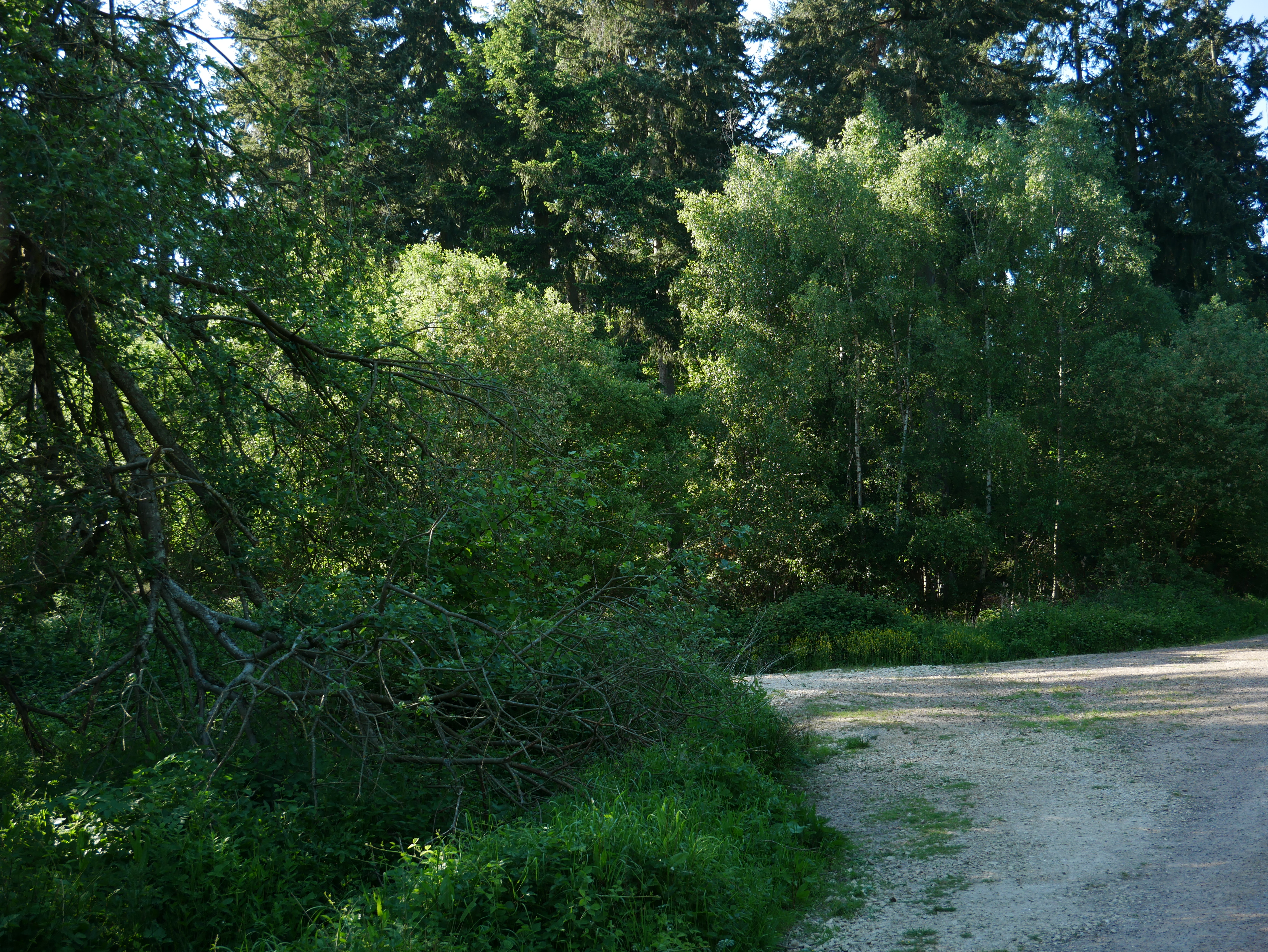 P1000513.JPG