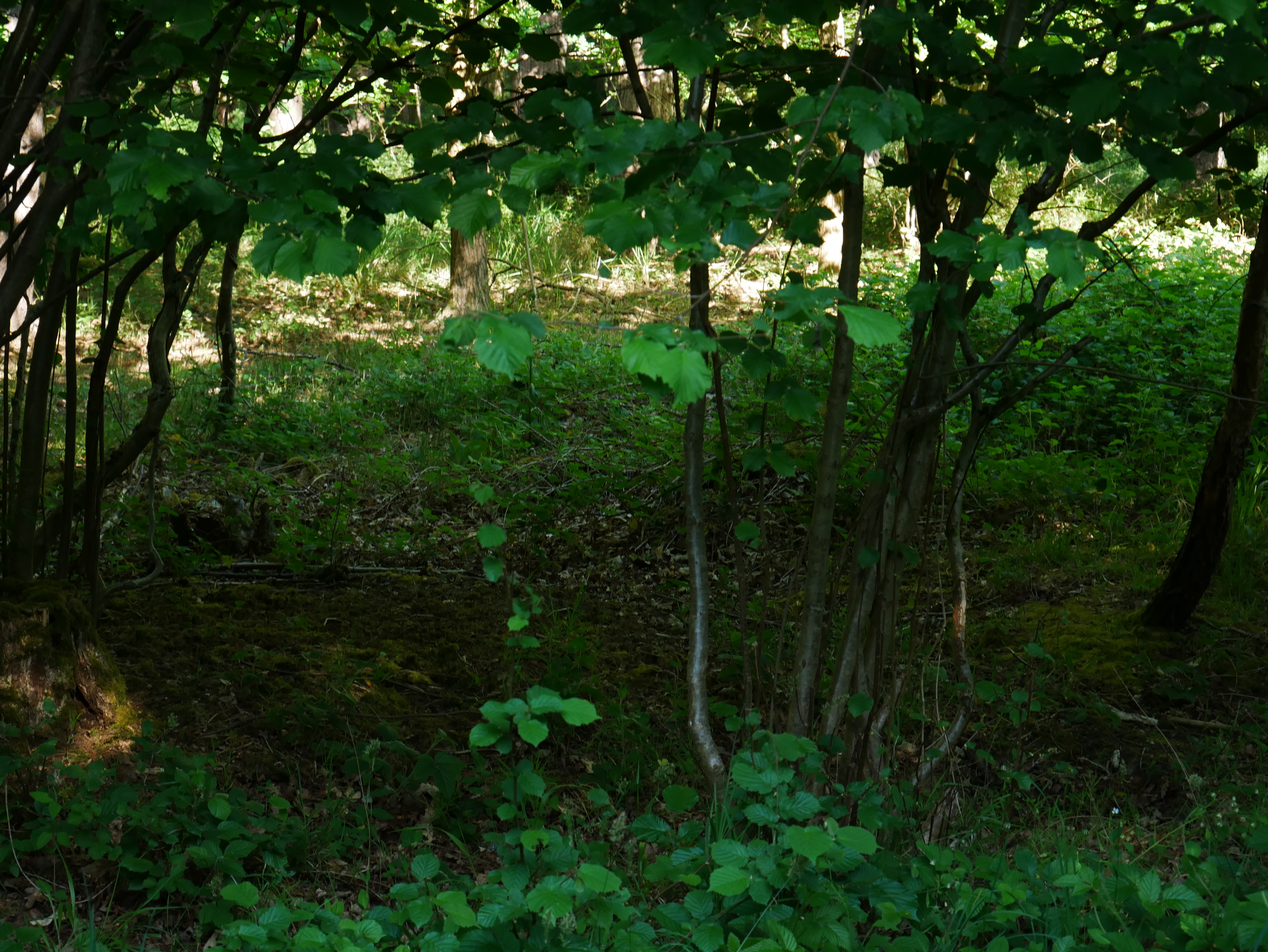 P1000545.JPG