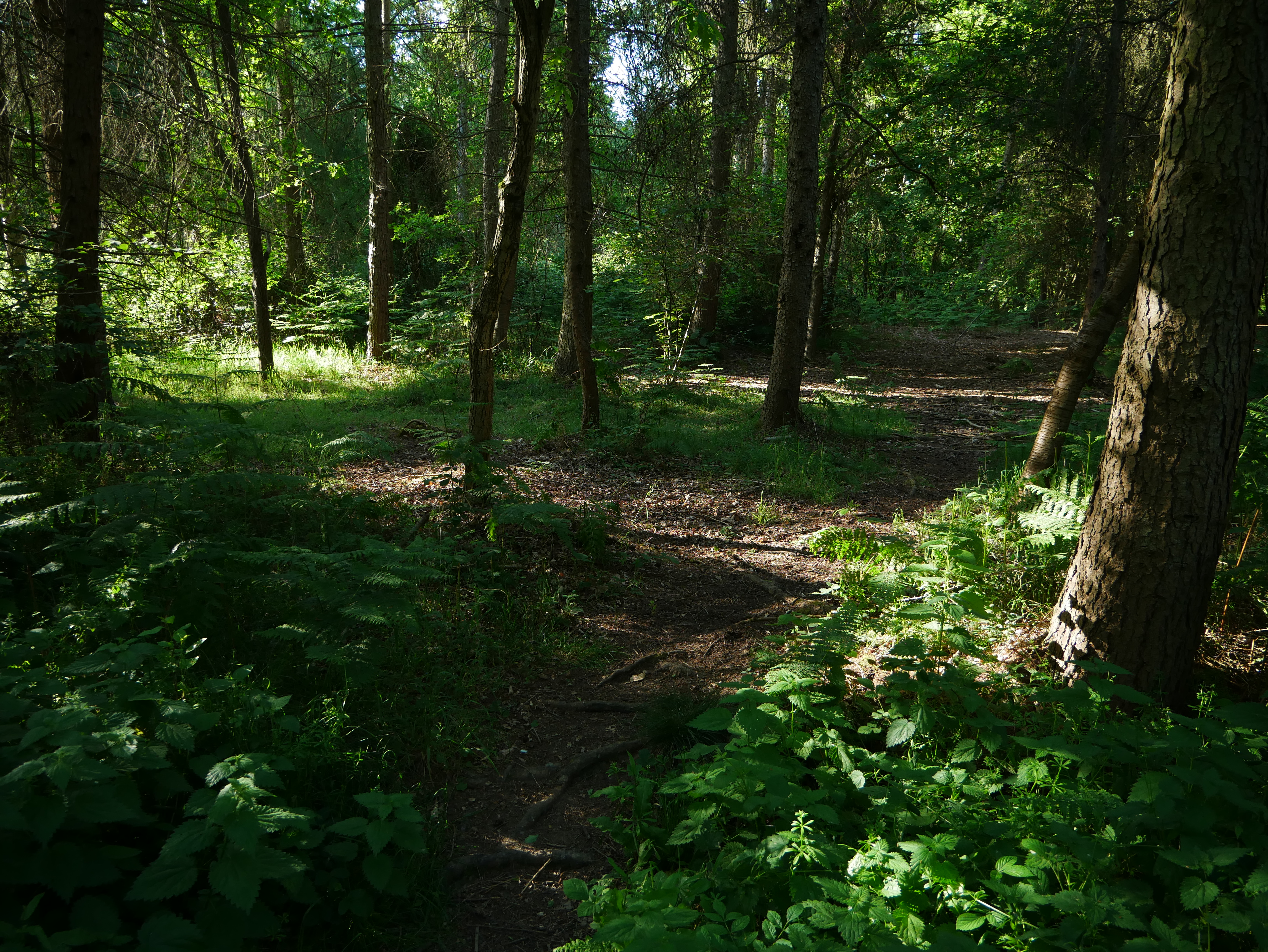 P1000594.JPG