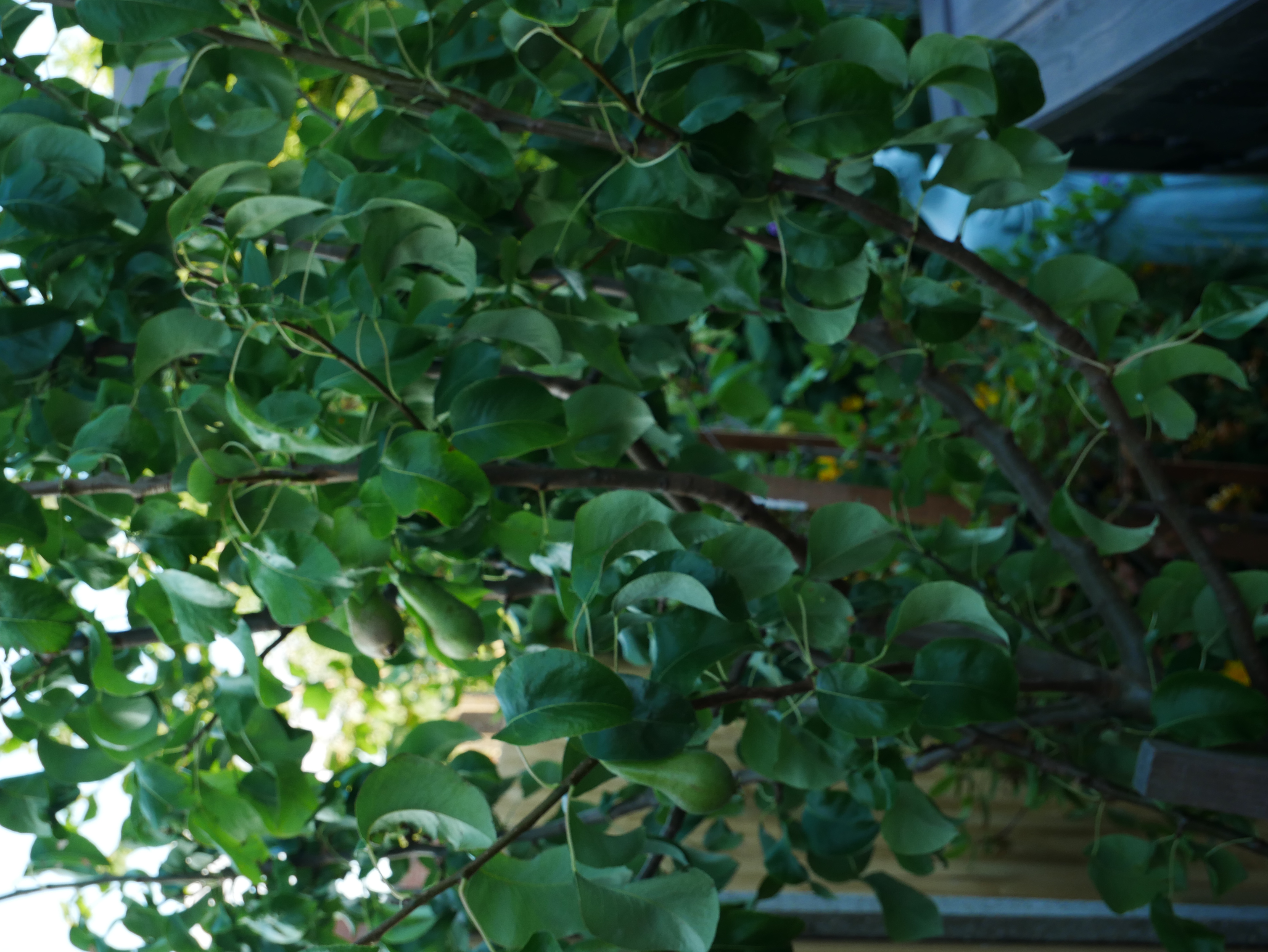 P1000646.JPG