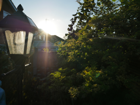 Garden Photography 2025 In Spalding