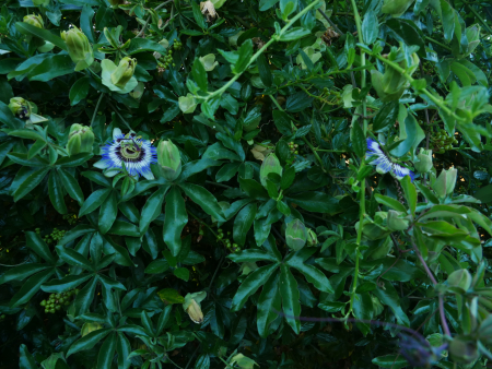 P1000684