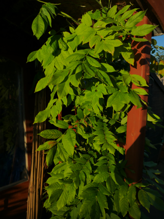 P1000699