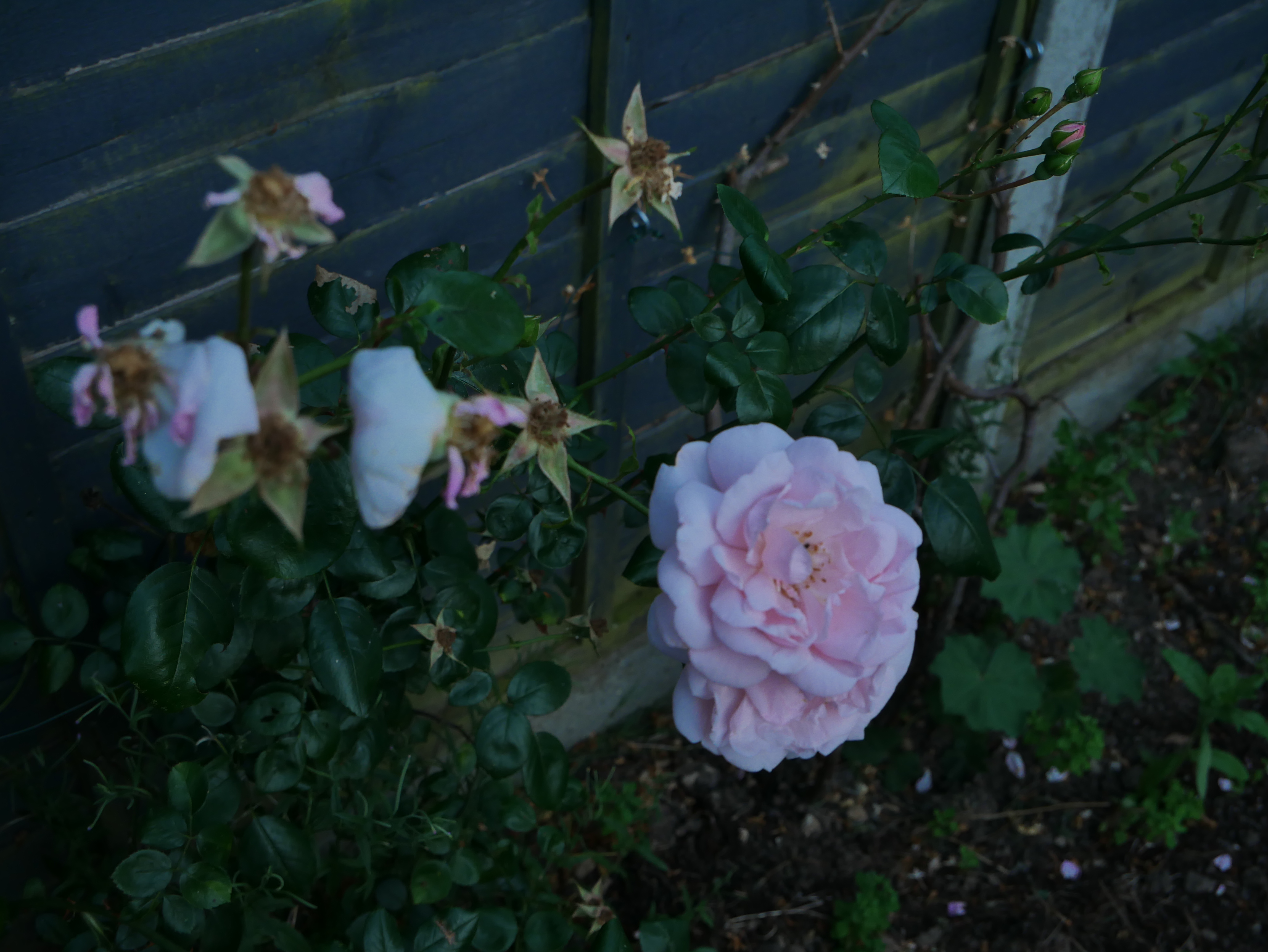 P1000700.JPG
