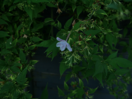 P1000701