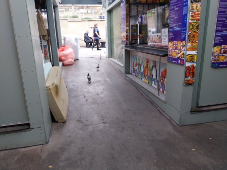 pigeons in outd...
