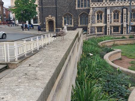 seagull near ci...