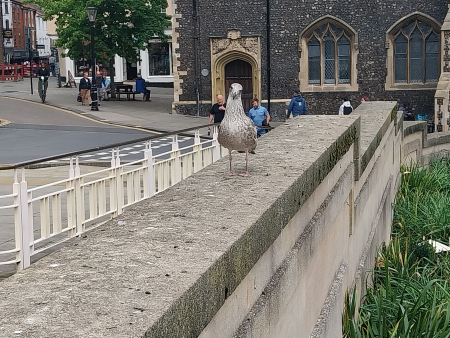 seagull near ci... seagull near ci...