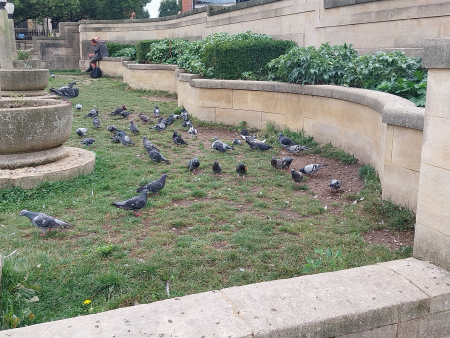 pigeons near ci... pigeons near ci...