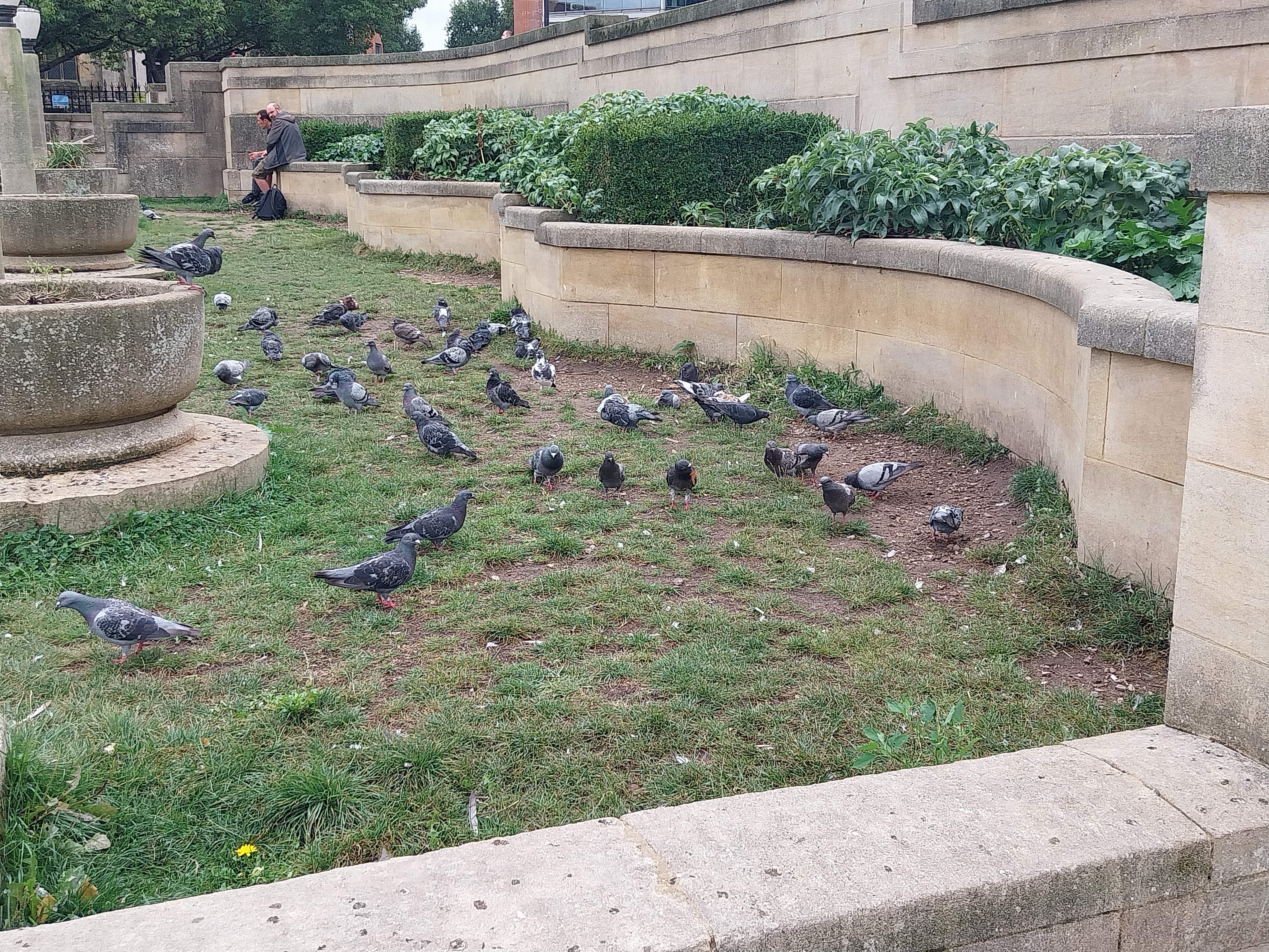 pigeons near city hall