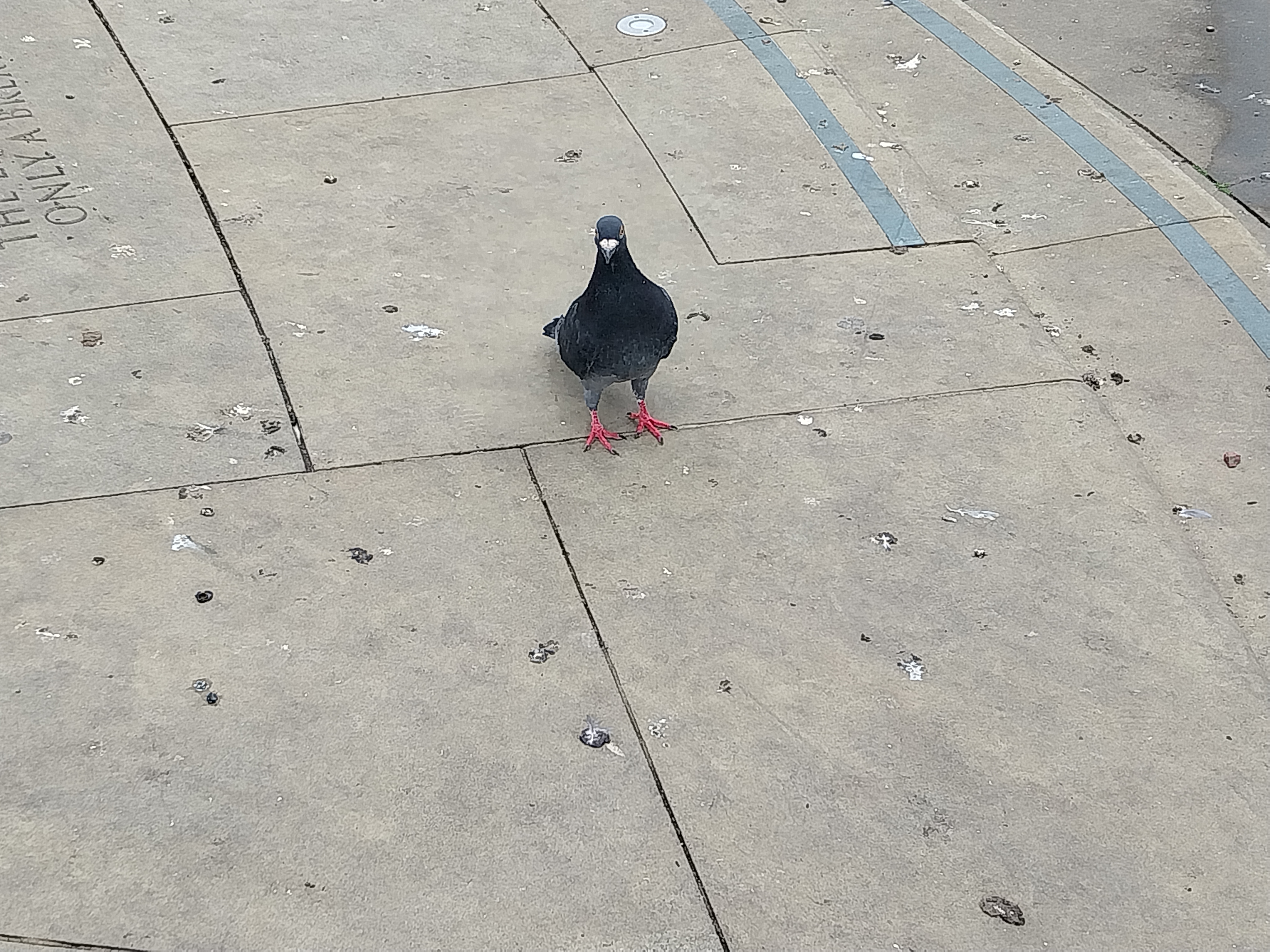 single pigeon posing