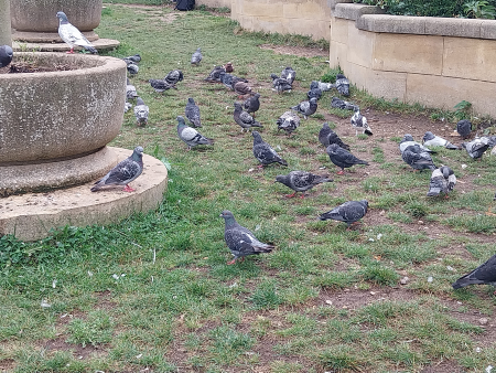 more pigeons more pigeons