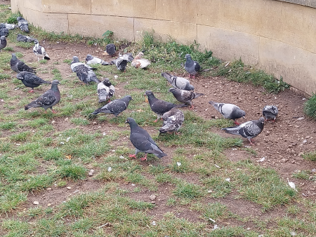 pigoens
