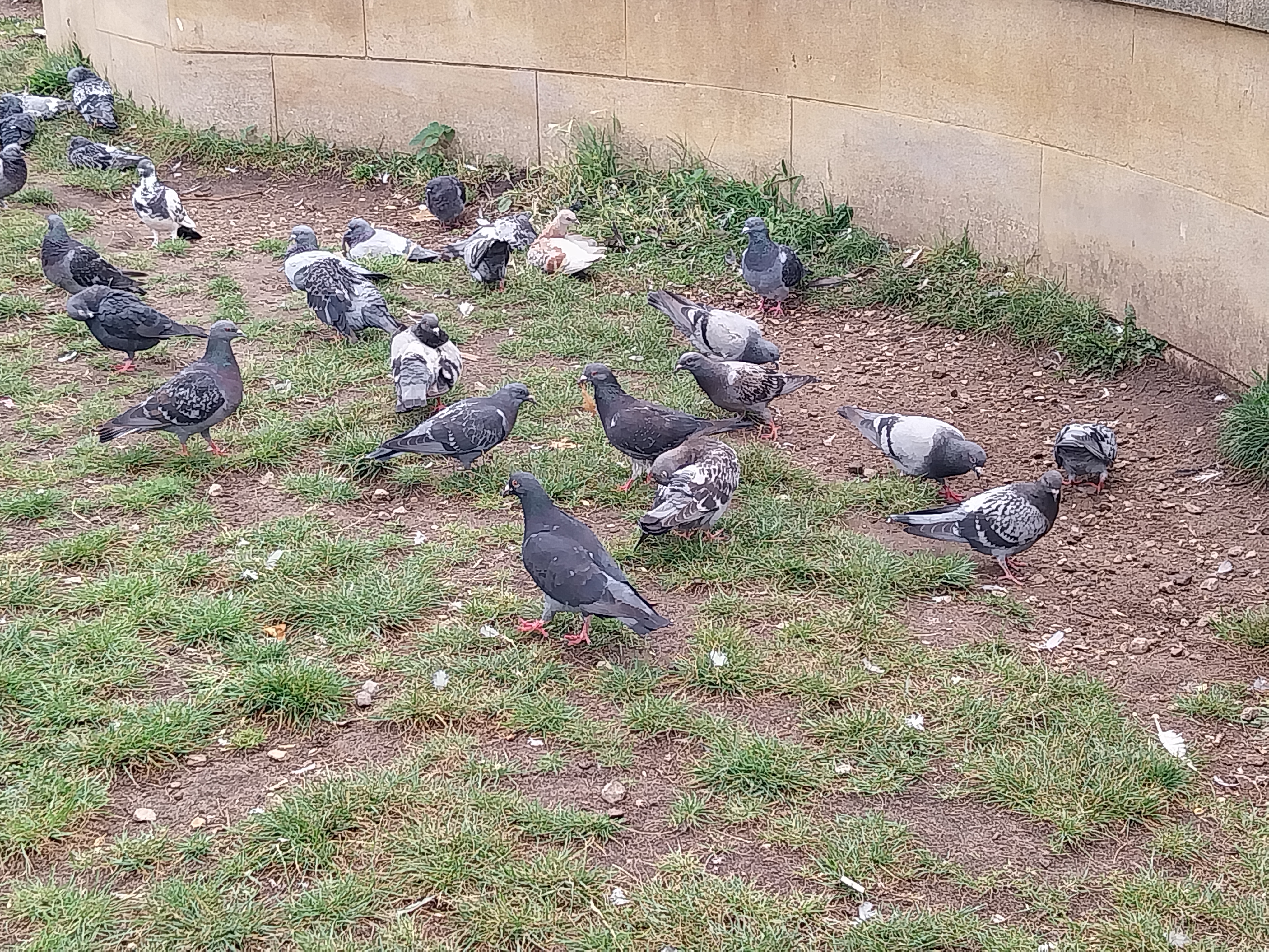 pigoens