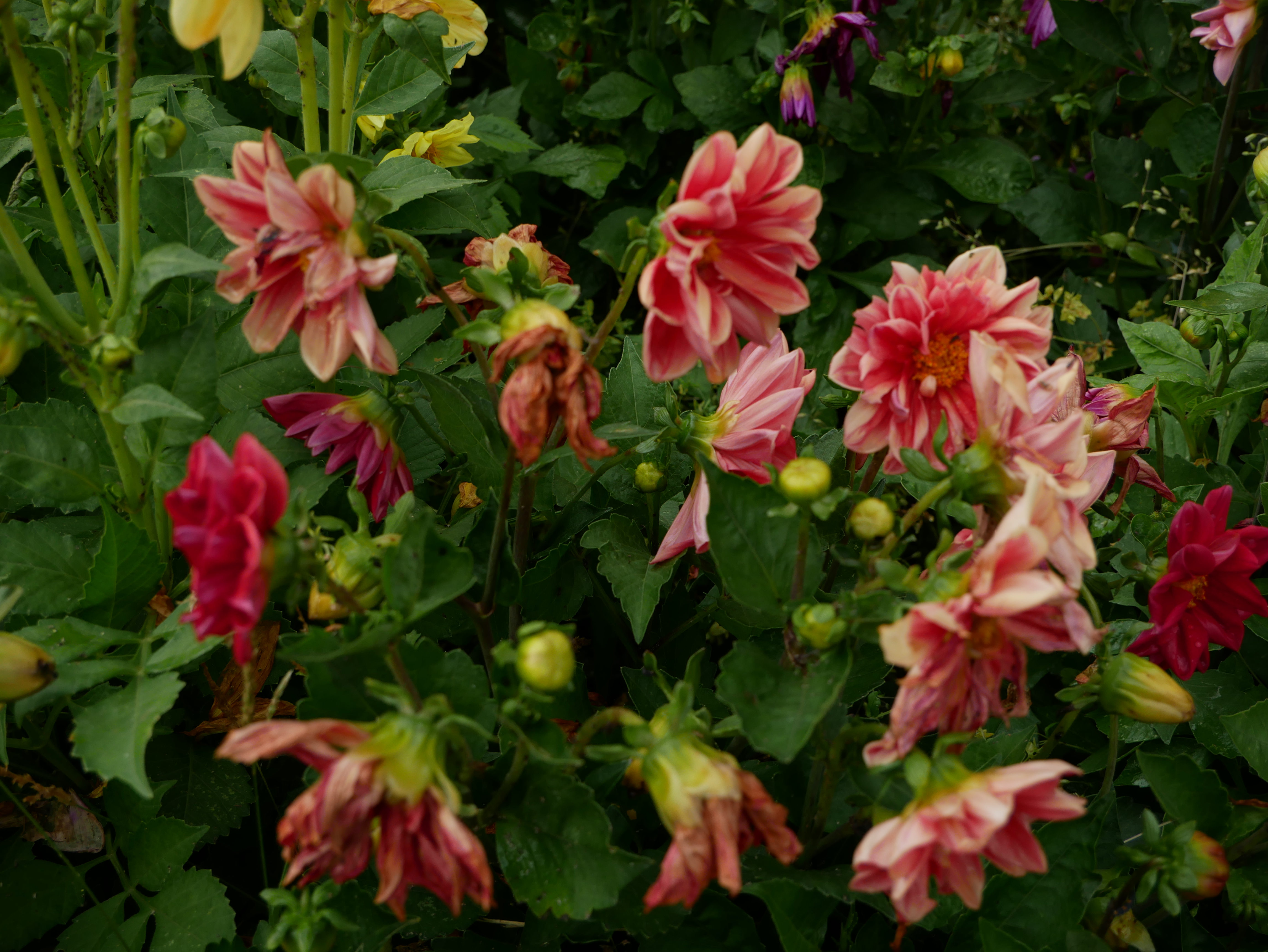 P1010204.JPG