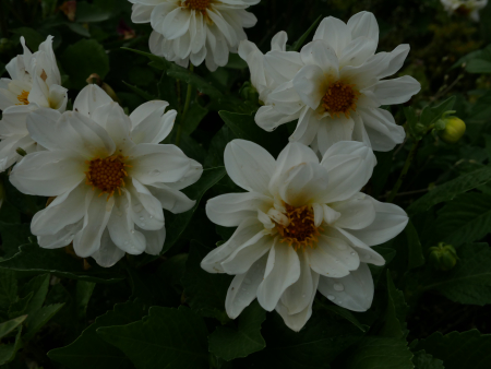 Flowery Photography Practice in Garden 2026