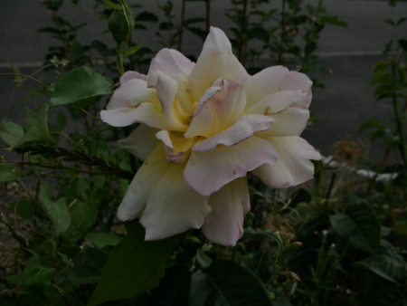 P1010209