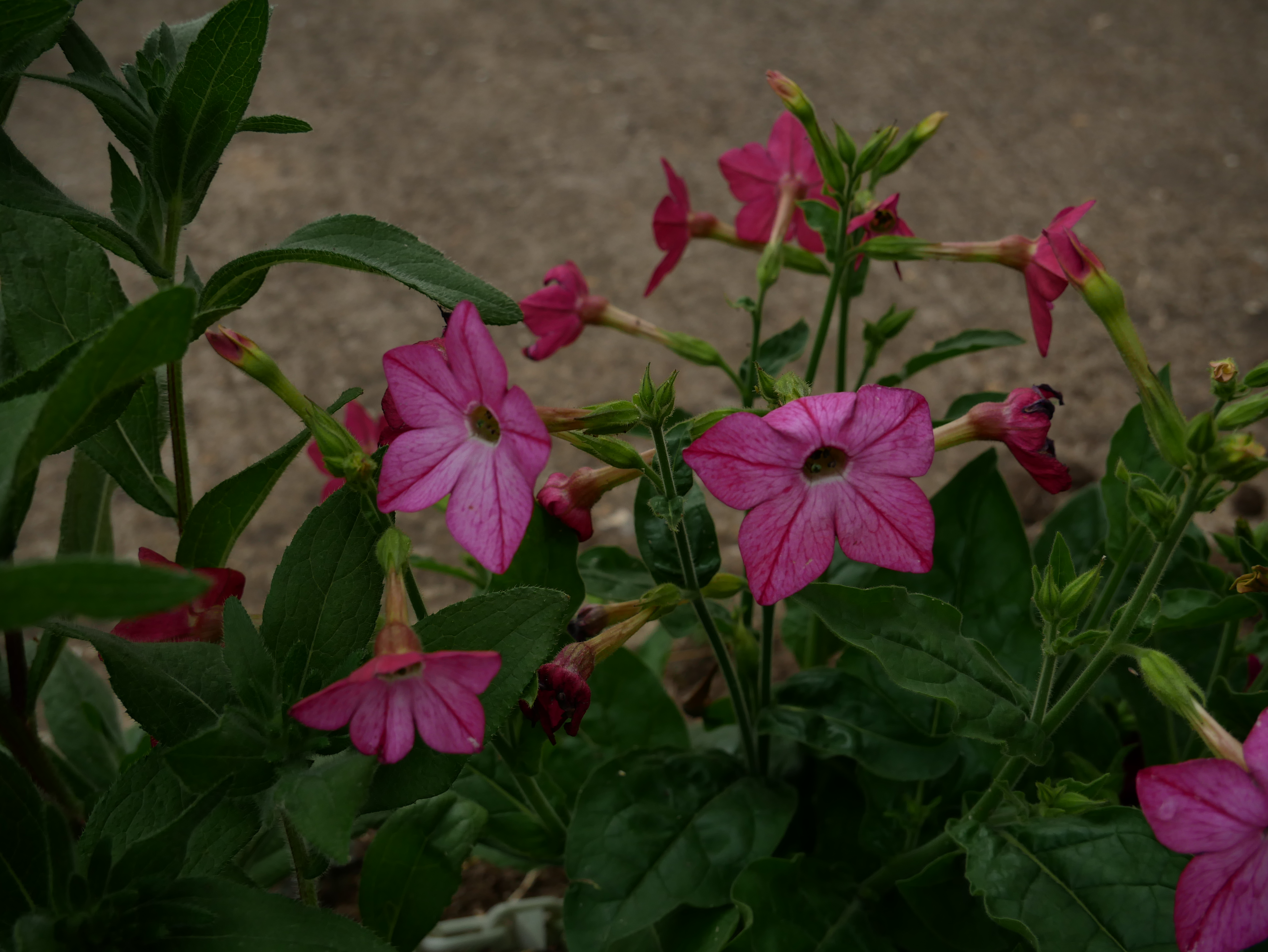 P1010246.JPG