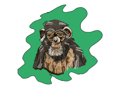 chimp